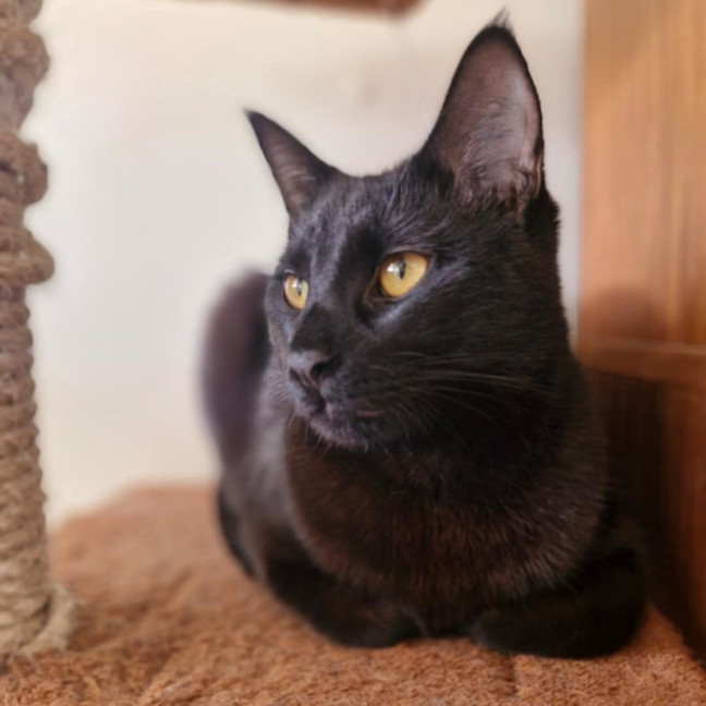 Photo of Lestat   Located In Preston
