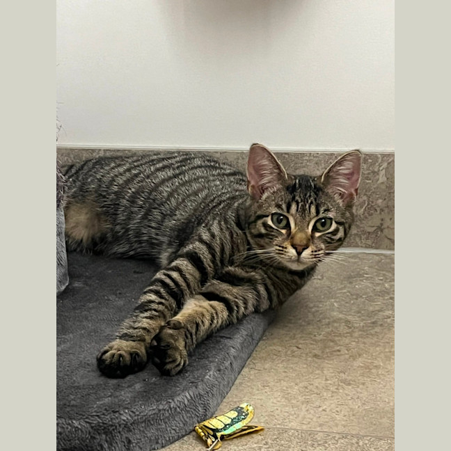 Photo of Frankie