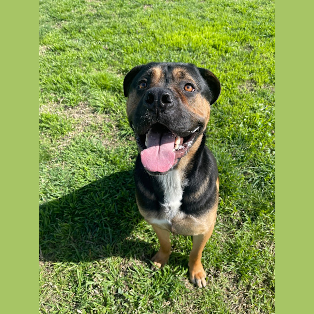 Photo of Chief