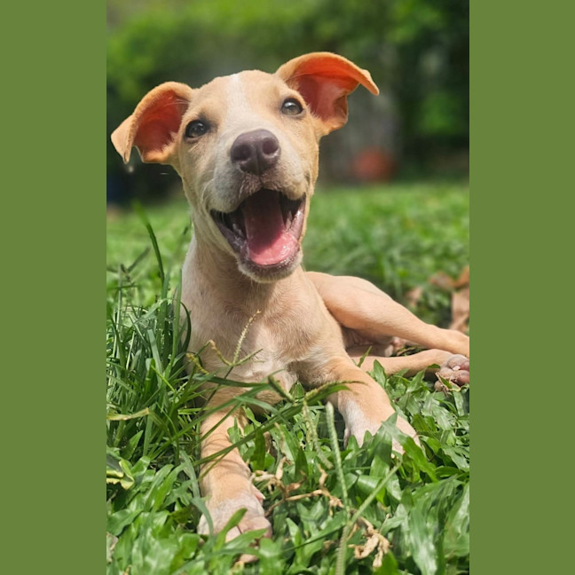 Photo of Shelby