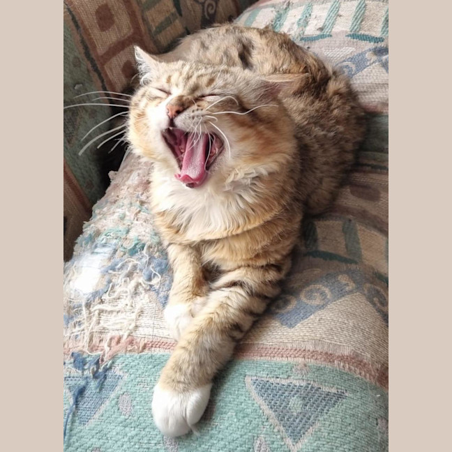 Photo of Lynx