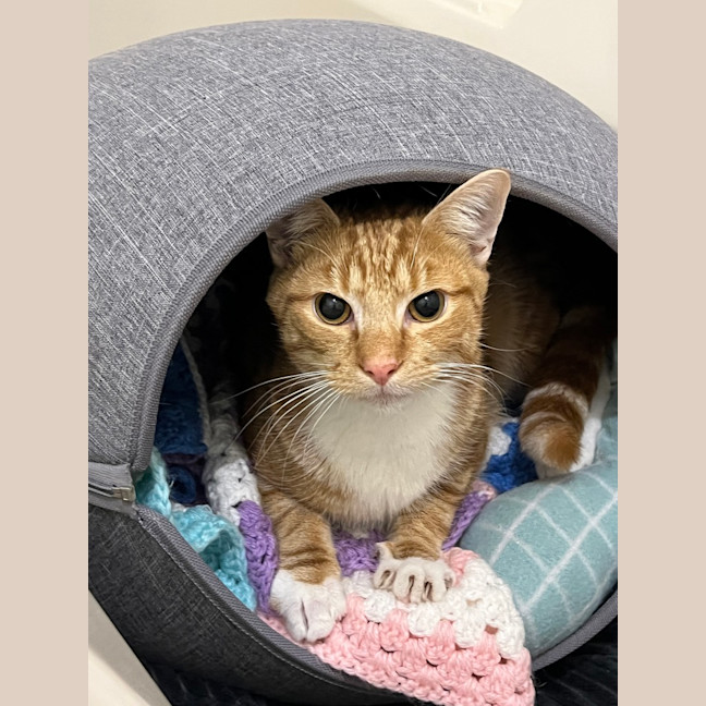 Photo of Tommy (Was Peaches)
