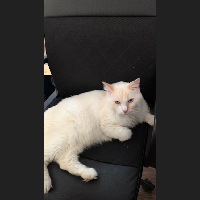 Photo of Puss
