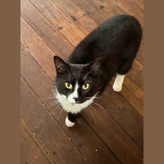 Photo of Sylvester