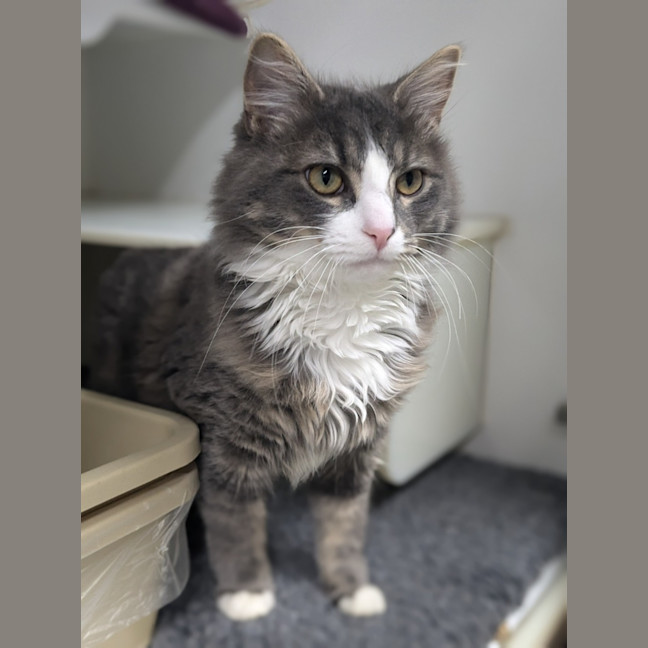 Photo of 🏹 Asterix 5429 🏹