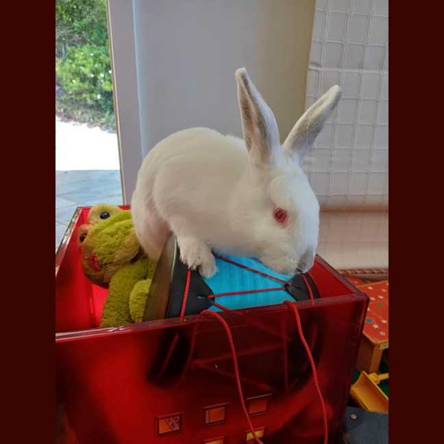 Photo of Stuart Little