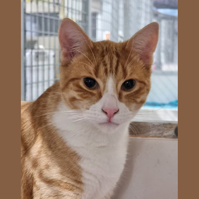Photo of Freddie (Bonded With Eddie) 