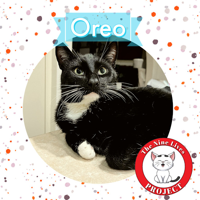 Photo of Oreo *9 Lives Project Rescue*