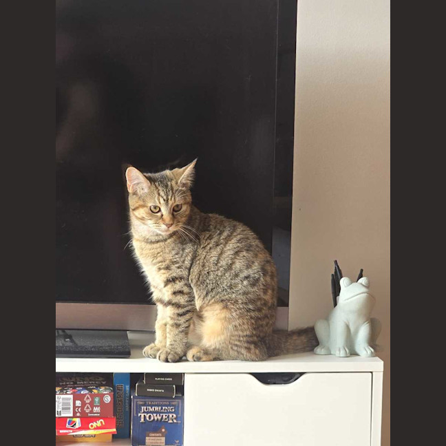 Photo of Cinnamon 