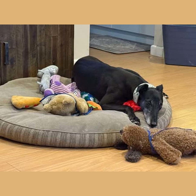 Photo of Chloe, The Greyhound