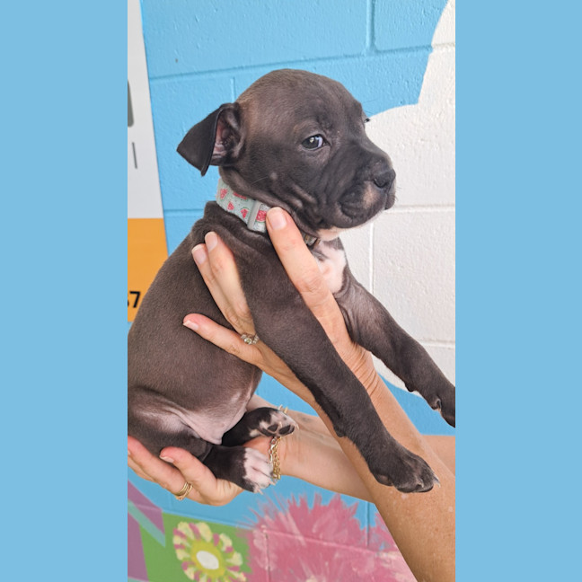 Photo of D1105 Harriet