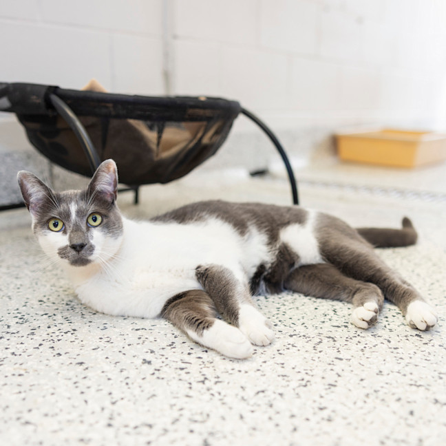 Photo of O'grady (Ziggy)