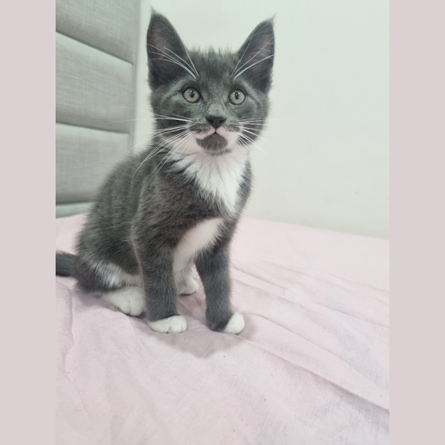 Photo of Louie