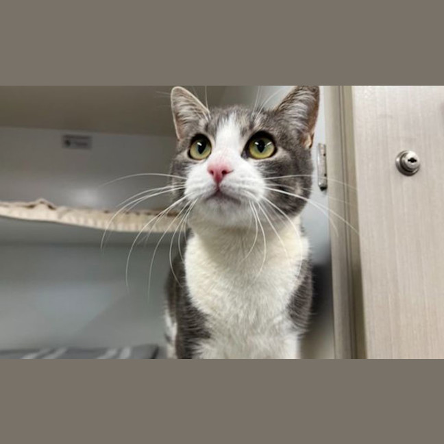 Photo of Mouse