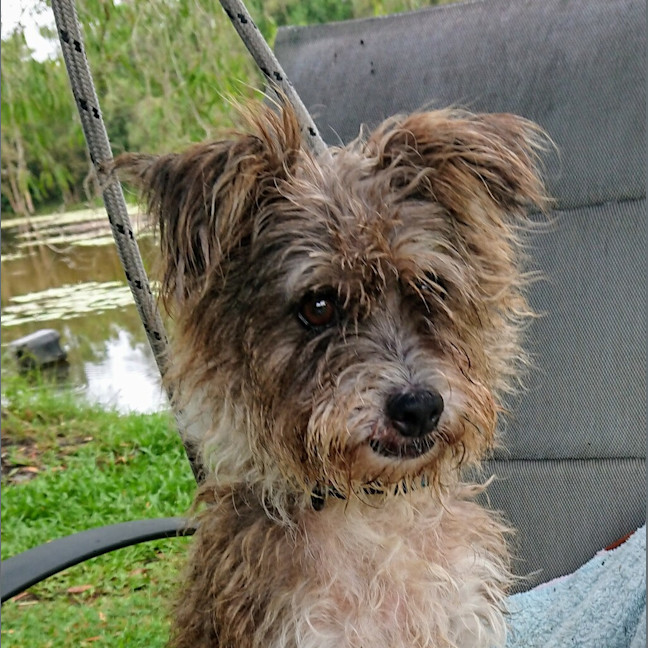 Photo of Buddy