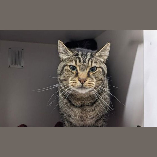 Photo of Gordo