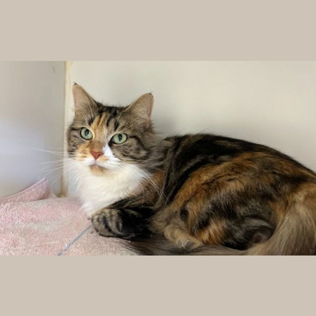 Photo of Lulu