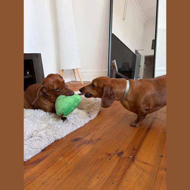 Photo of Duke And Mack