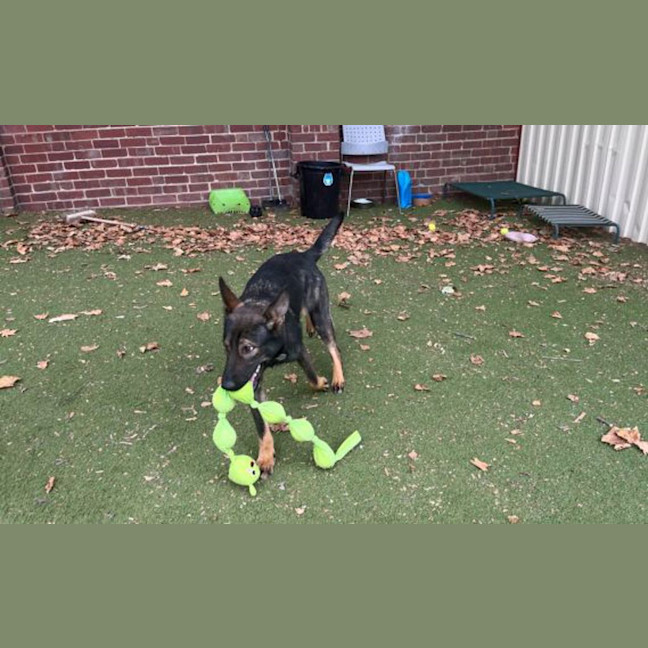 Photo of Xena