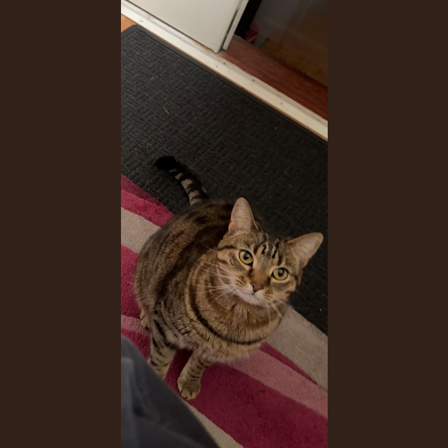 Photo of Tiger