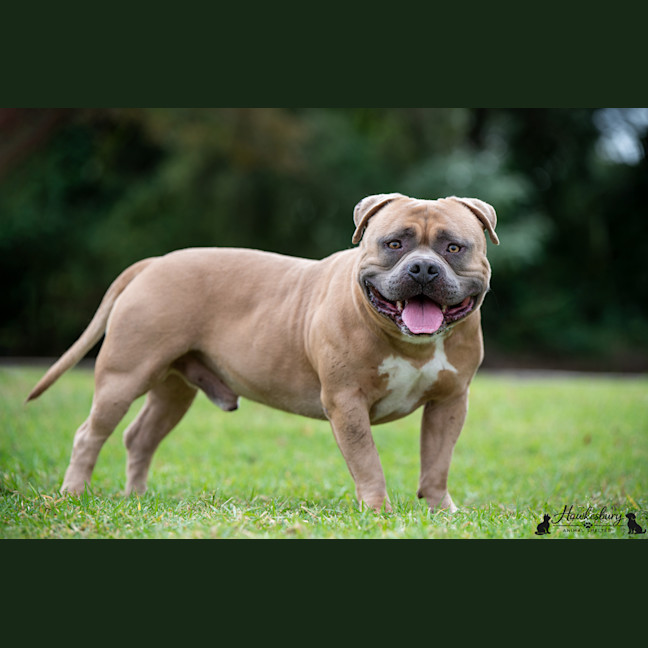 Photo of Bowser
