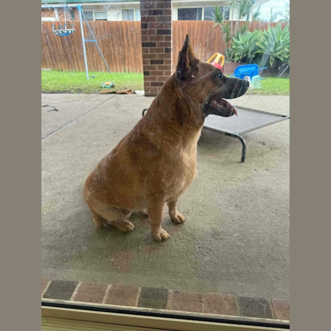 Photo of Ginger   1.5 Year Old Cattle Dog