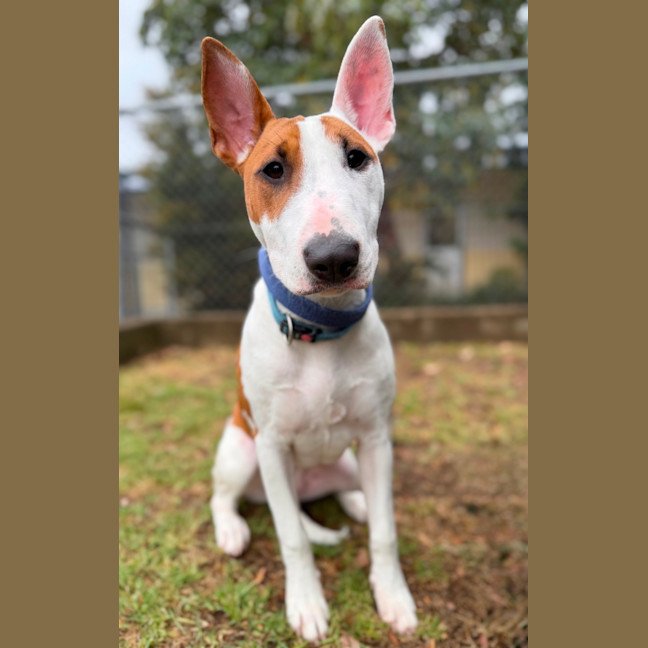 Photo of Penny