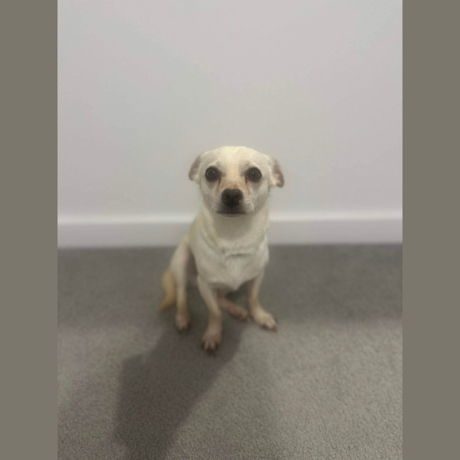 Photo of Huey   2 Year Old Chihuahua