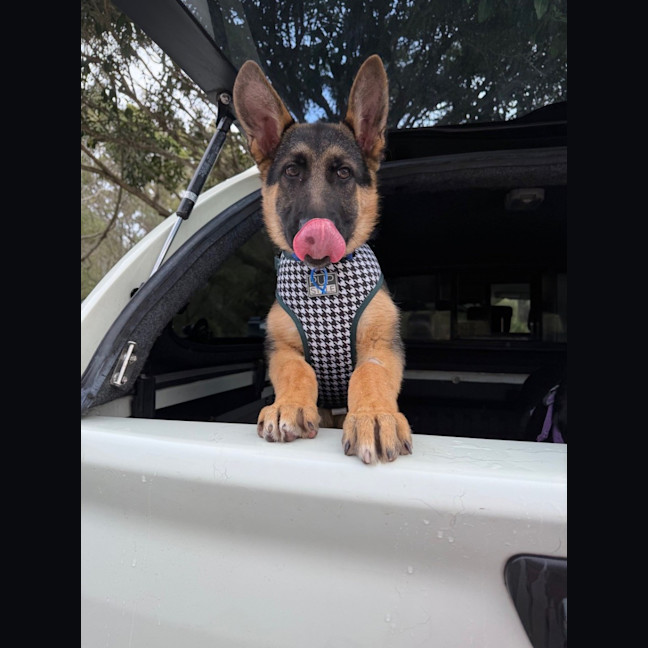 Photo of Grady