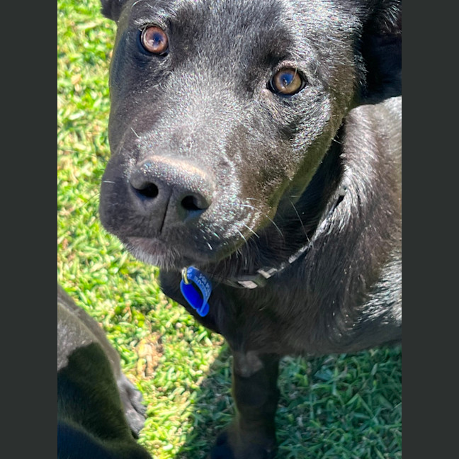 Photo of Prince William   5 Month Old Kelpie X
