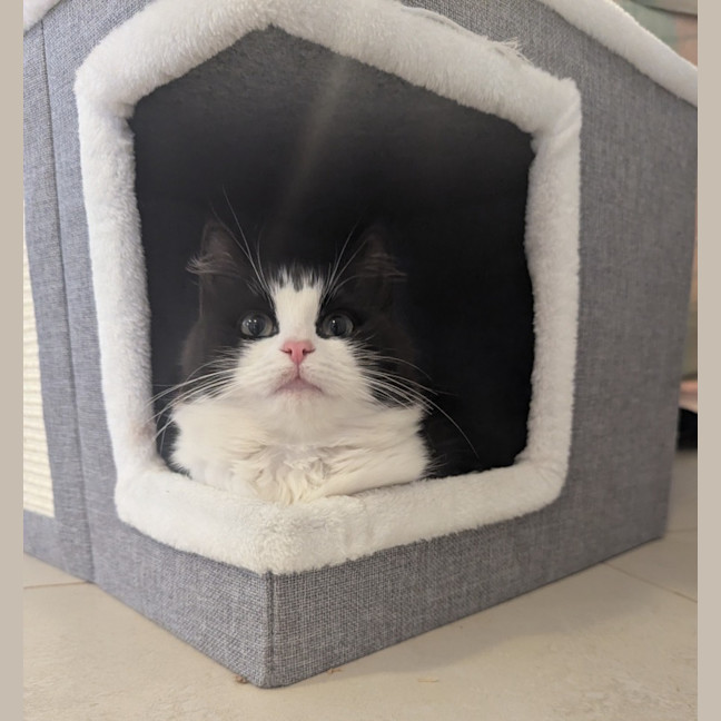 Photo of Mochi