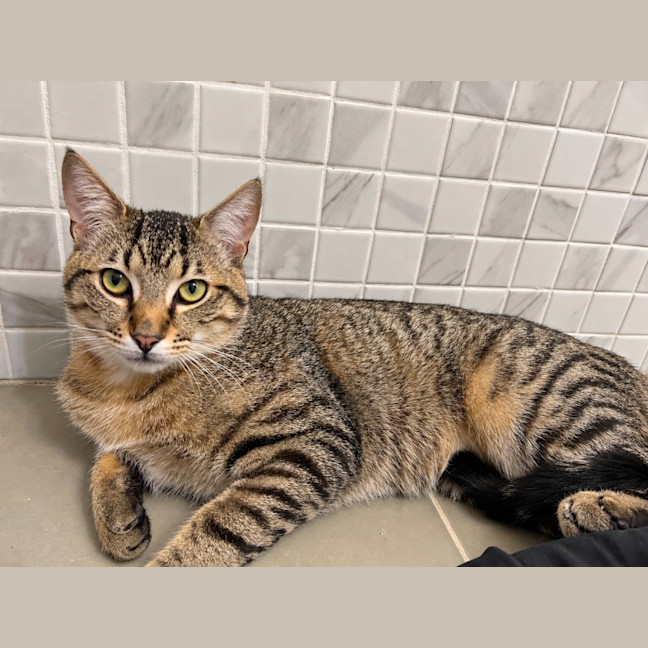Photo of Satay