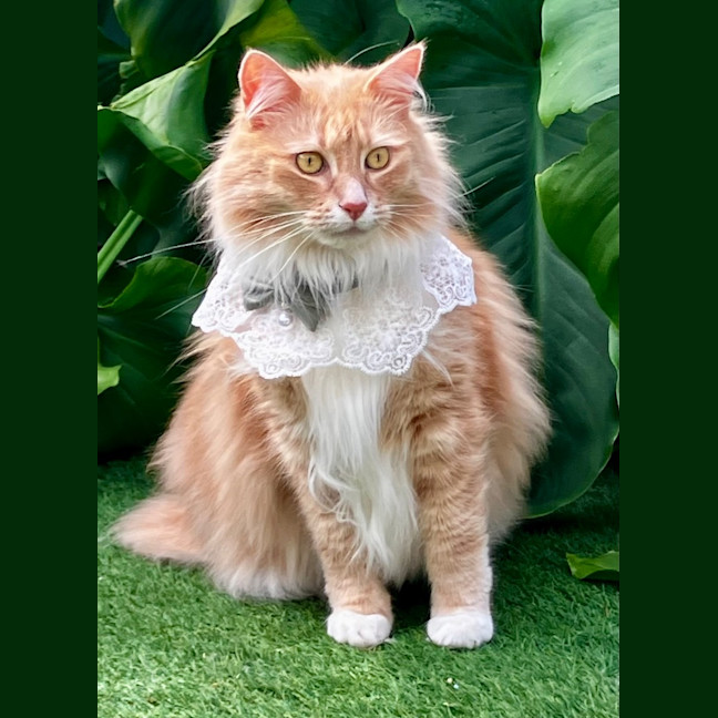 Photo of Willy Belle