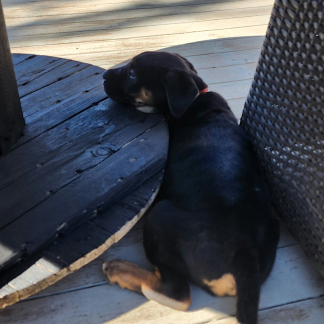 Photo of Poppie