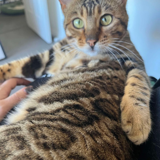 Photo of Bean
