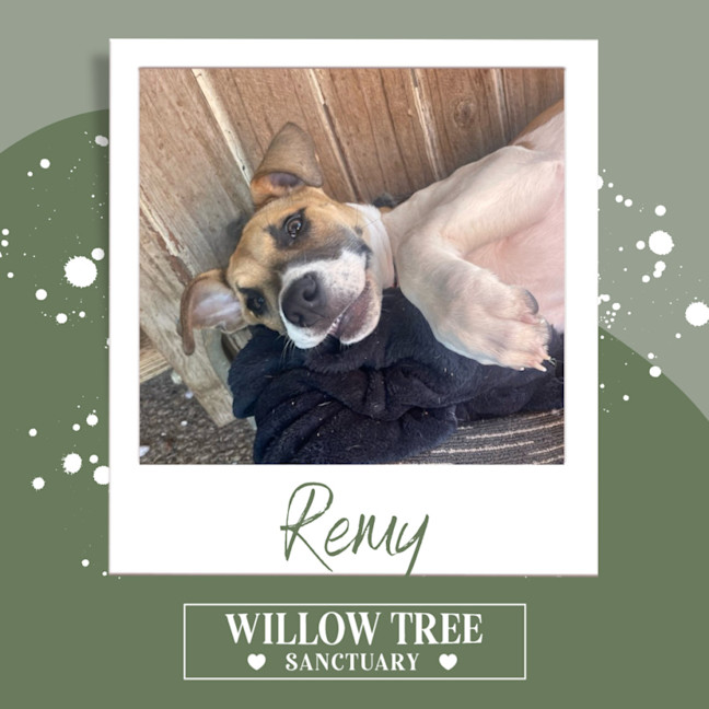 Photo of Remy 