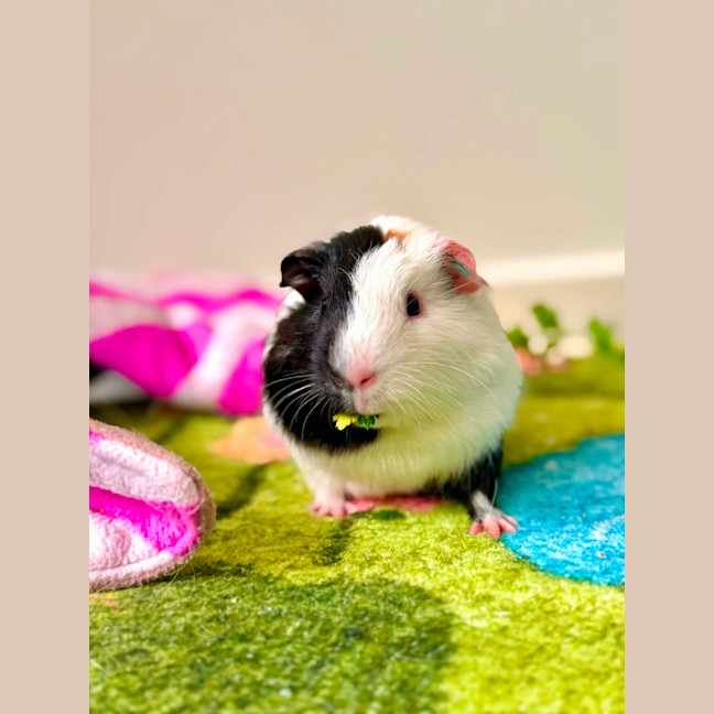 Photo of Carlos 