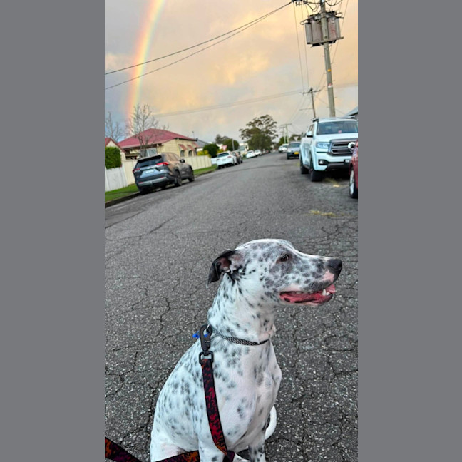 Photo of Teddy   6 Month Old Cattle Dog X