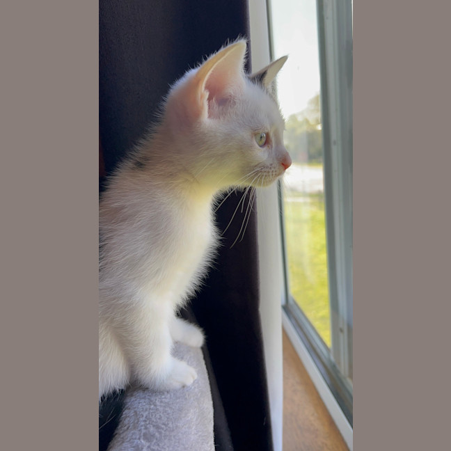 Photo of Littlefoot