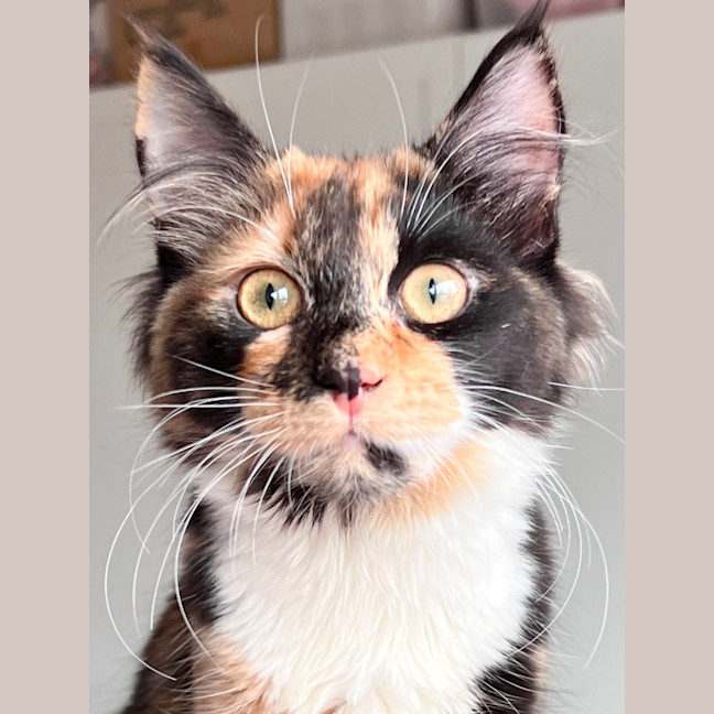 Photo of Lucy