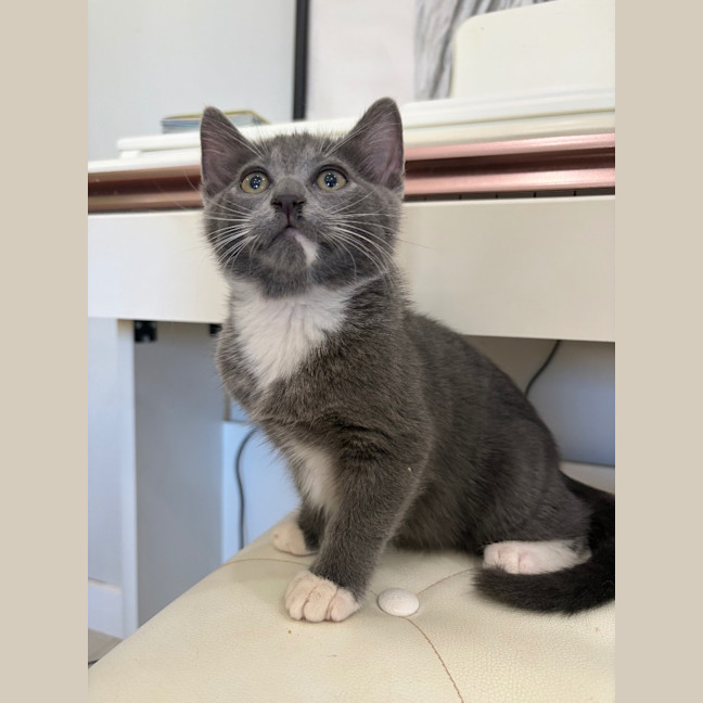 Photo of Oakley