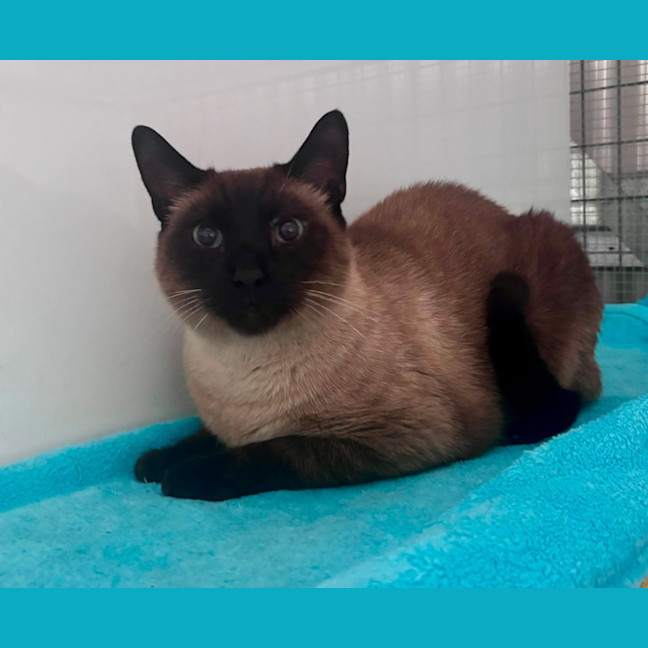 Photo of Chai