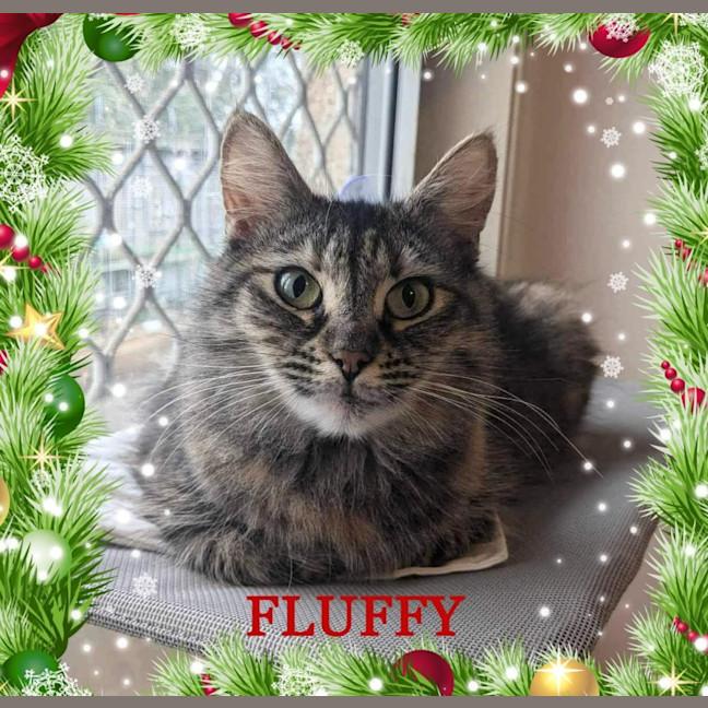 Photo of Fluffy