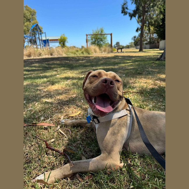Photo of Boss