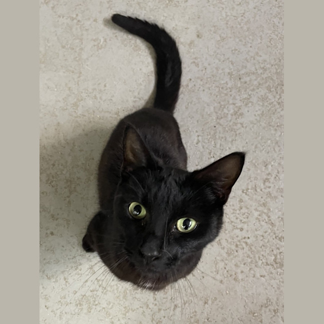 Photo of Bagel