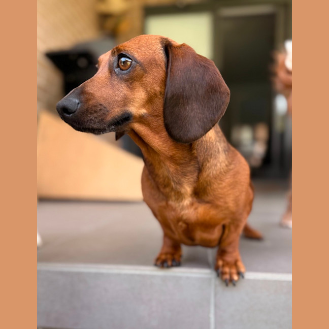 Photo of Edwina   4 Year Old Dachshund