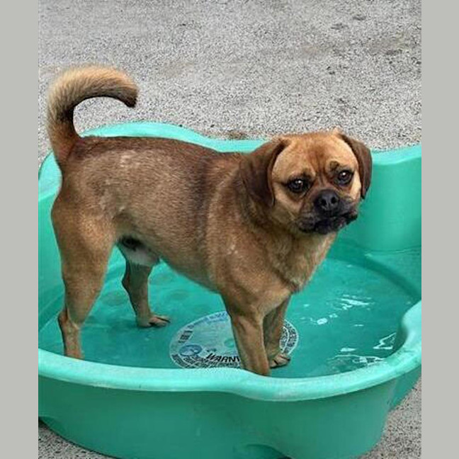 Photo of Diesel