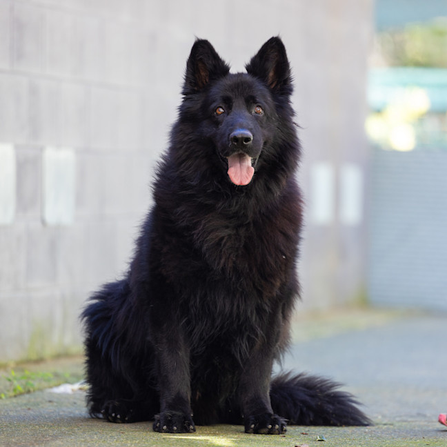 Photo of Wolfie
