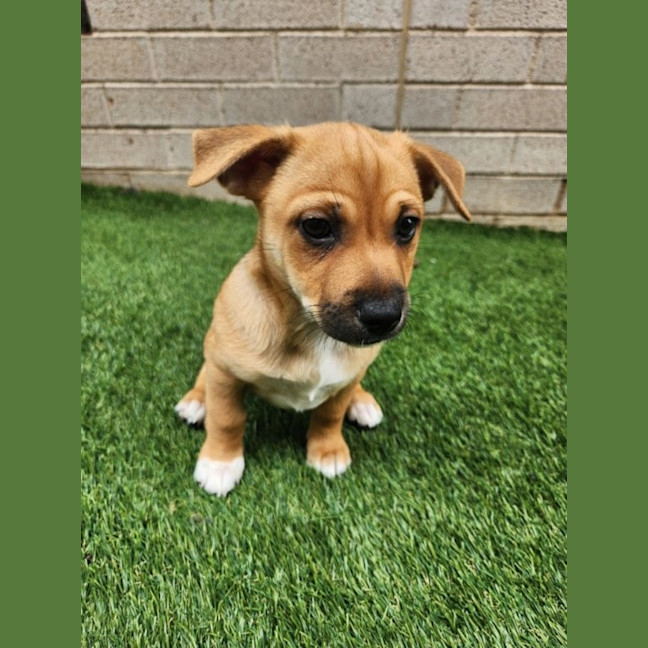 Photo of Tex   16 Week Old Chihuahua X Fox Terrier (Trial)