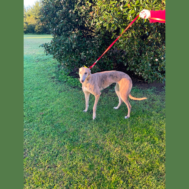 Photo of Alice   Blue Brindle 